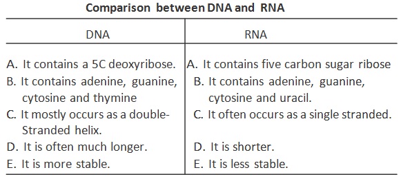 988_comparison DNA & RNA.jpg